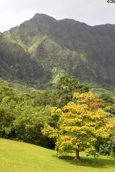 Landscape of Hoomaluhia Gardens. HI.