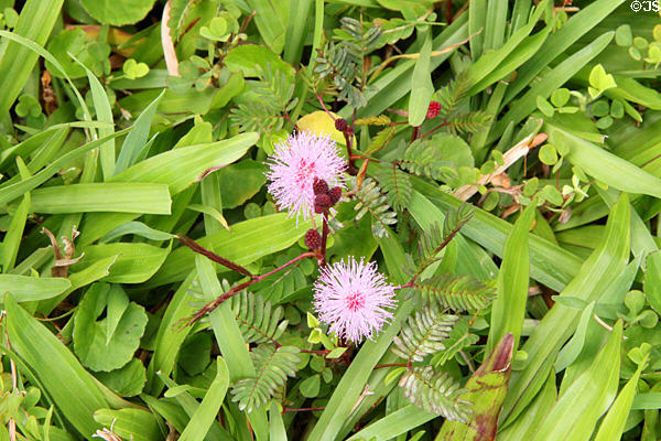 Sensitive plant (<i>Mimosa pudica</i>). HI.