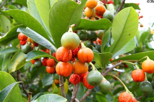 Pua Kenikeni or Perfume Flower Tree (<i>Fagraea berteriana</i>) in gardens of Dole Plantation. HI.