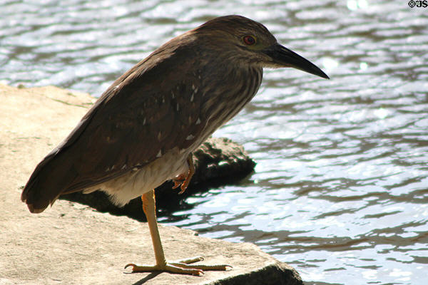 Immature Black-crowned Night-Heron (<i>Nycticorax nycticorax</i>) in Hawaii. HI.