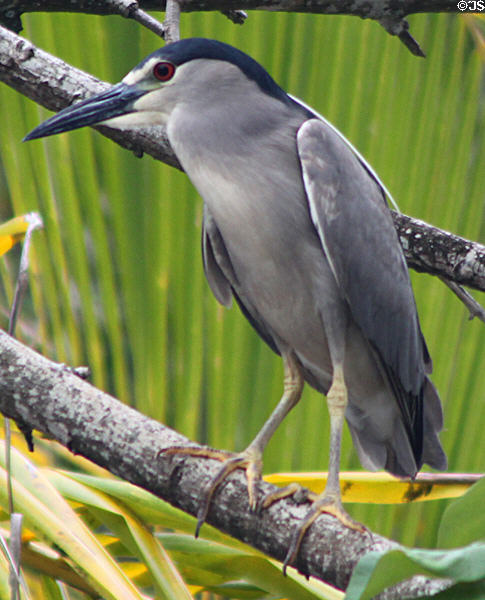 Black-crowned Night-Heron (<i>Nycticorax nycticorax</i>) in Hawaii. HI.