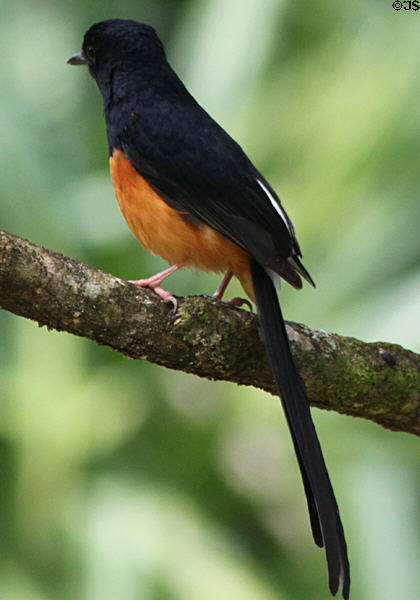 White-rumped Shama (<i>Copsychus malabarics</i>) in Hawaii. HI.