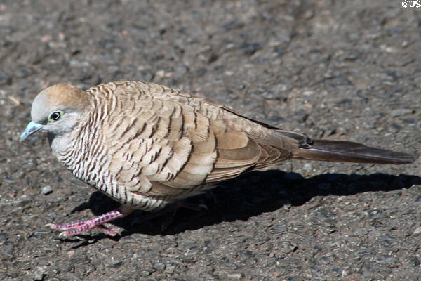 Zebra Dove (<i>Geopelia striata</i>) in Hawaii. HI.