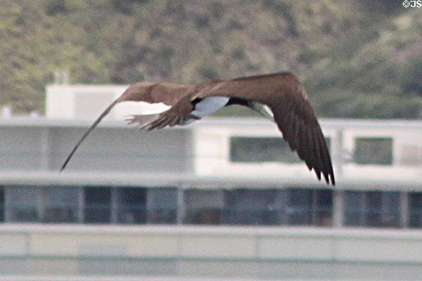 Brown Booby (<i>Sula leucogaster</i>) in Hawaii. HI.