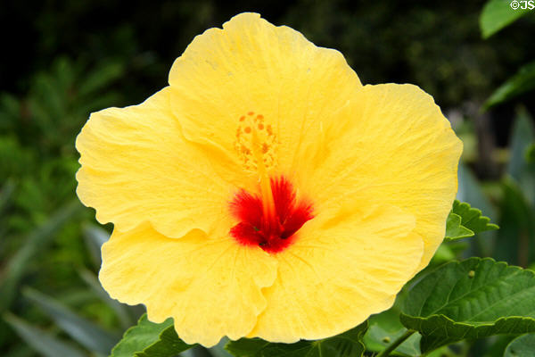 Yellow Hibiscus. HI.