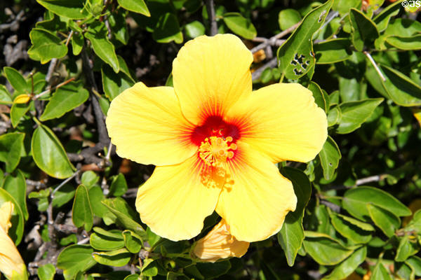 Yellow Hibiscus. HI.