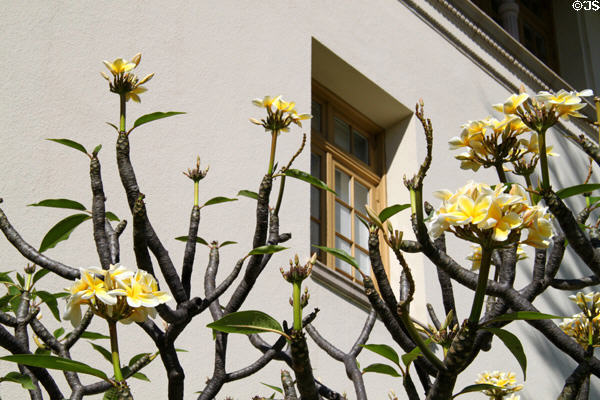 Yellow Plumeria. HI.