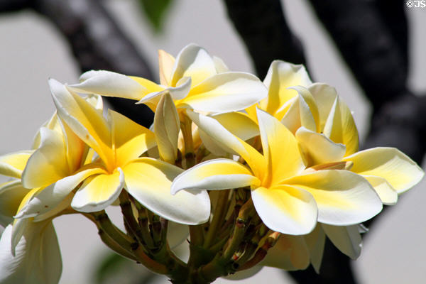 Yellow Plumeria (aka Frangipani). HI.