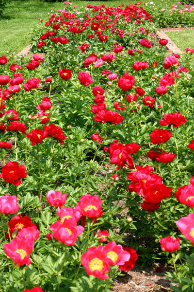 Peony bed in Ashland gardens. Lexington, KY.