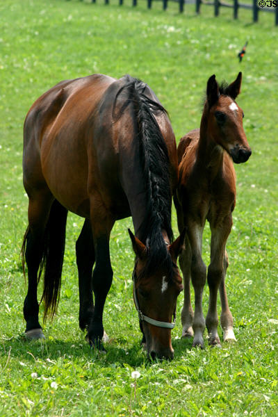 Mare & foal in Bluegrass country. Lexington, KY.