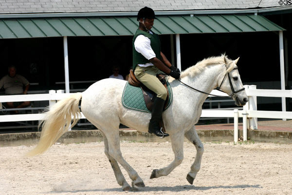 Irish conamara pony with rider at Kentucky Horse Park. Lexington, KY.