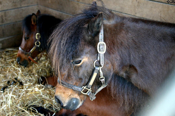 Miniature horses stand 34-36 inches tall & weigh only 350 lbs at Kentucky Horse Park. Lexington, KY.