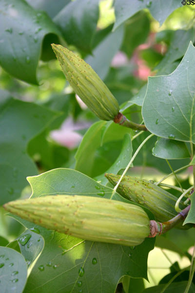 Tulip tree flowers. Northampton, MA.