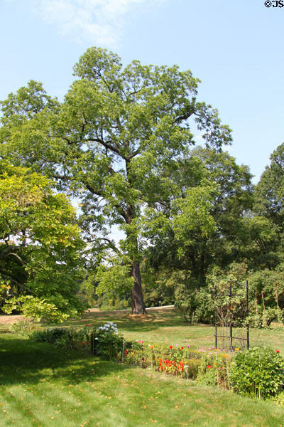 Abigail Adams Gardens & trees as planted by President Adams. Quincy, MA.