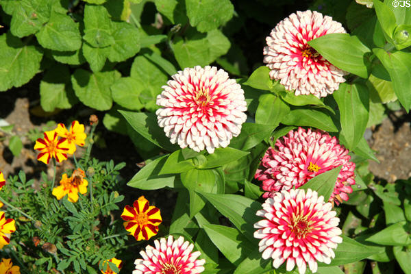 Flowers in gardens at Adams National Historic Site. Quincy, MA.