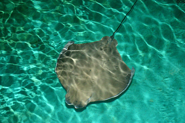 Stingray at National Aquarium. Baltimore, MD.