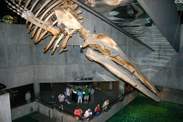 Whale skeleton suspended over tanks at National Aquarium. Baltimore, MD.