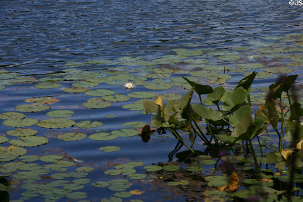 Water lilies at Hidden Lake Gardens. MI.