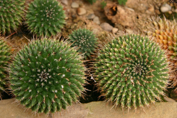 Cacti at Hidden Lake Gardens. MI.