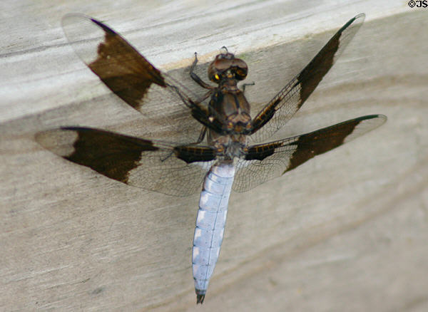 Dragonfly at George Washington Carver's Birthplace National Monument. Diamond, MO.