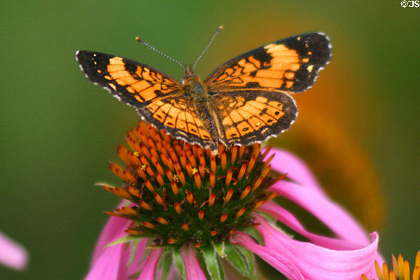 Butterfly at George Washington Carver's Birthplace National Monument. Diamond, MO.