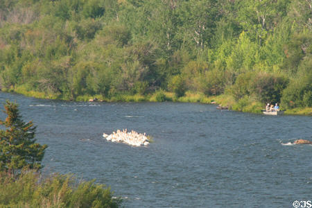 Raft of White Pelicans on Bear Creek beside Highway US 287. MT.
