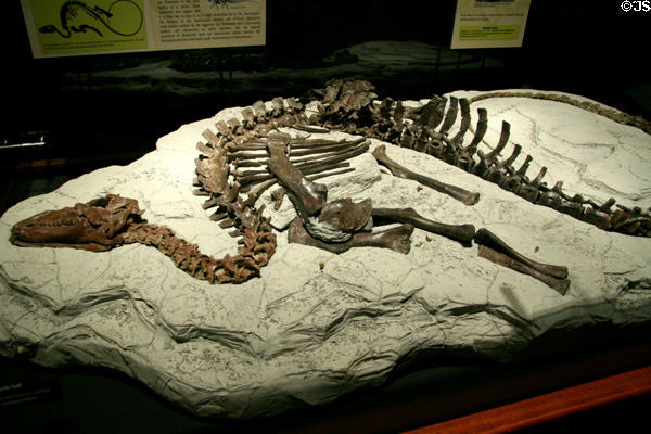 Tenotosaurus tilletti skeleton found in Montana at Museum of the Rockies. Bozeman, MT.