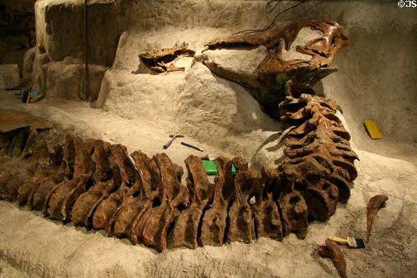 Neck section of Tyrannosaurus rex skeleton from Late Cretaceous at Museum of the Rockies. Bozeman, MT.
