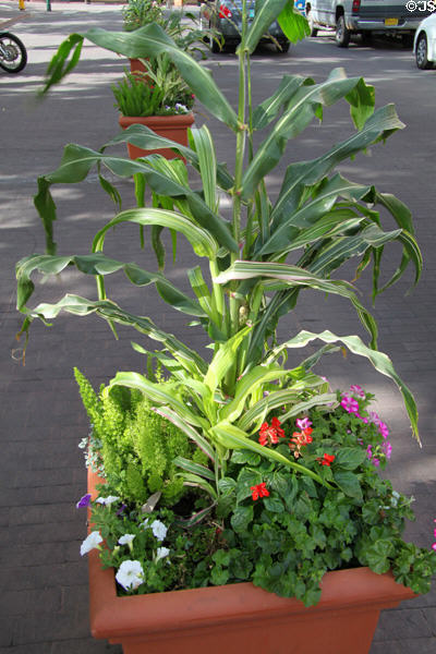 Planter with flowers & corn on Santa Fe Plaza. Santa Fe, NM.