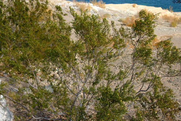 Plant life typical of Lake Mead. Las Vegas, NV.