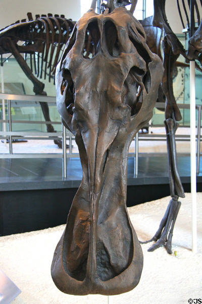 Duck billed face of Anatotitan copei of Late Cretaceous (65 million years ago) era at American Museum of Natural History. New York, NY.