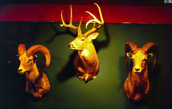 Trophy head in Billy Bob's Texas Bar in Stockyards National Historic District. Fort Worth, TX.