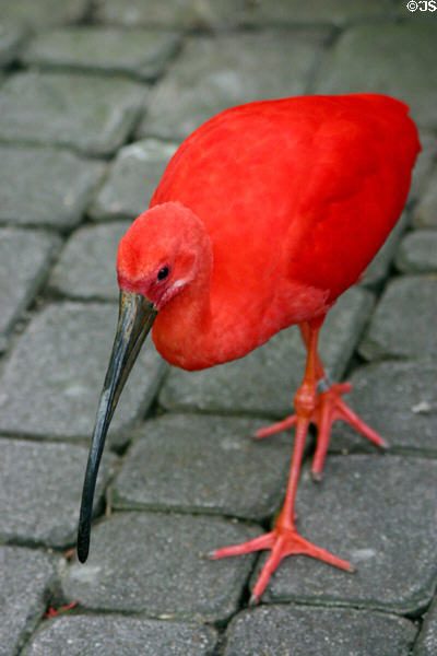 Scarlet Ibis (<i>Eudocimus ruber</i>) in rainforest pyramid at Moody Gardens. Galveston, TX.
