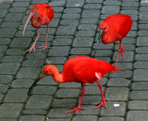 Scarlet Ibis in rainforest pyramid at Moody Gardens. Galveston, TX.
