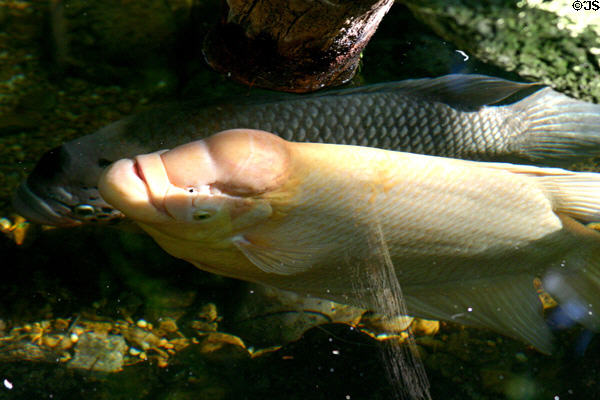 Pink Giant Gourami (<i>Osphronemus goramy</i>) fish from Indonesia in rainforest pyramid at Moody Gardens. Galveston, TX.