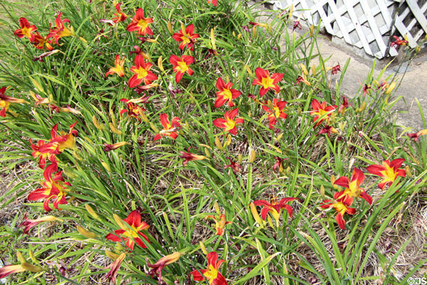 Lilies at Sam Houston Park. Houston, TX.