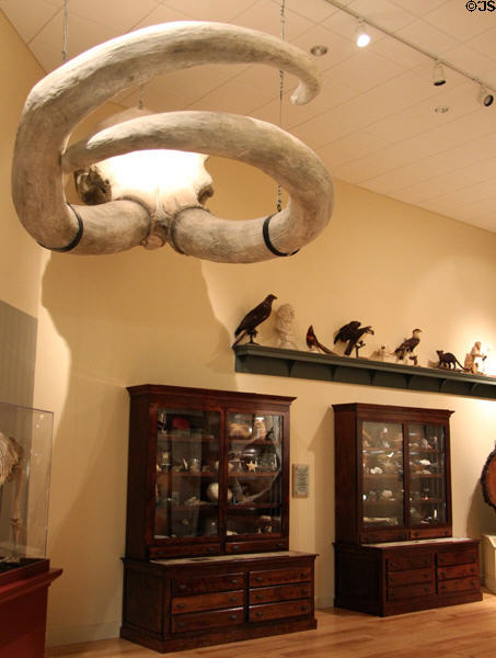 Cabinet of Curiosities shows specimens of natural history at Mayborn Museum. Waco, TX.