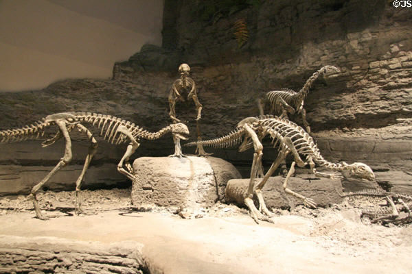 Othnielia of Late Jurassic (150 million years ago) era was a swift plant eater at Museum of Ancient Life. Lehi, UT.