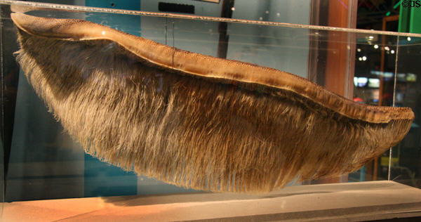 Whale's Baleen filter feeding system displayed at Pacific Science Center. Seattle, WA.