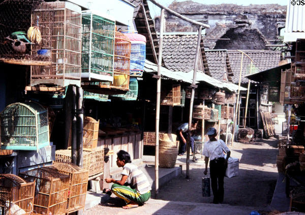 Bird market in shadow of palace wall. Jogyakarta, Indonesia.