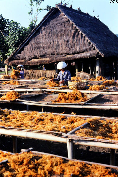 Drying seaweed on beach at Kusamba. Bali, Indonesia.