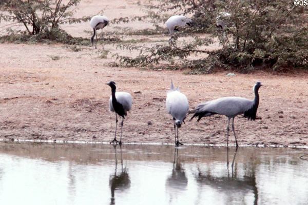 Demoiselle Cranes (<i>Grus virgo</i>) along route south of Jodhpur. India.