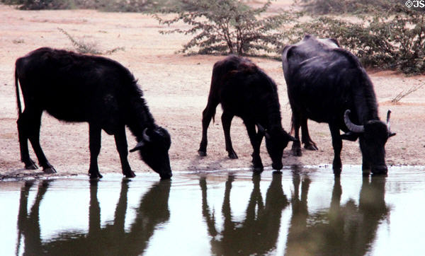 Cattle near Jodhpur. India.