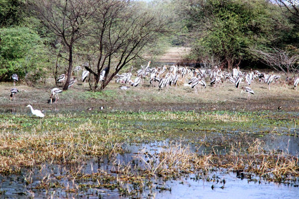 Painted storks (<i>Mycteria leucocephala</i>) near a tree in Bharatpur. India.