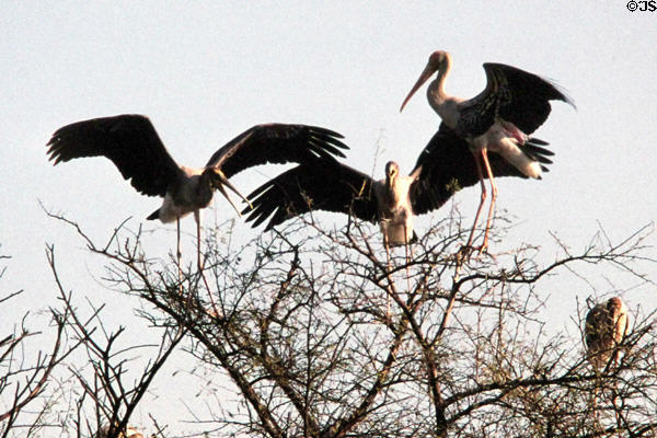 Painted storks (<i>Mycteria leucocephala</i>) at Bharatpur. India.