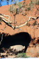 Tree branch hangs over a cave at base of Uluru. Australia.