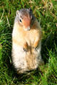 Columbia ground squirrel at Glacier National Park. BC.
