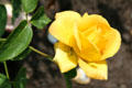 Yellow rose at Stanley Park Rose Garden. Vancouver, BC.