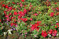 Stanley Park Rose Garden. Vancouver, BC.