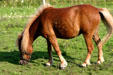 Mare at miniature horse farm. NB.